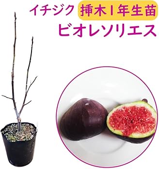 Amazon.co.jp: 選べる イチジク 【 ビオレソリエス 】 苗 苗木 13.5cm